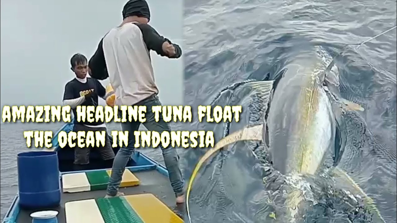 Pecah Rekor! Tarik Ikan Tuna Yang Sangat Besar Mampu Di Taklukkan