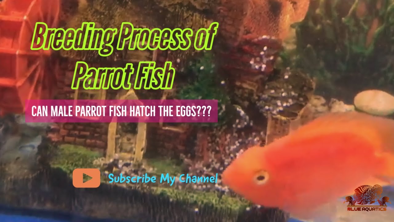 Breeding process of Parrot Fish Explained  - Can Male Parrot fish Hatch Eggs???