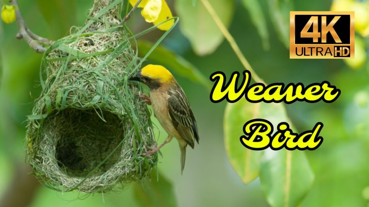 Weaver Bird 4K