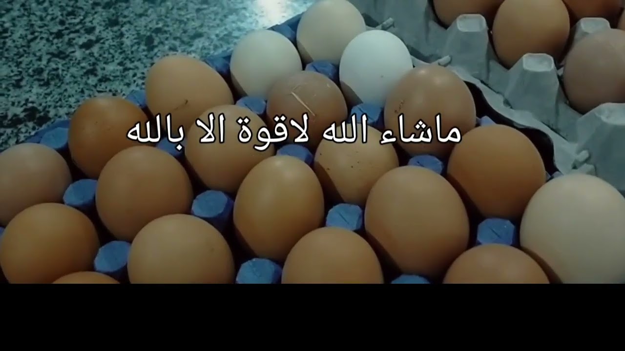 ازاى توزع بيض مزرعتك بنفسك وازاى تجذب الكل ليك بحجات بسيطه جدا وسهله جدا بيض احمر او بلدى أو ابيض