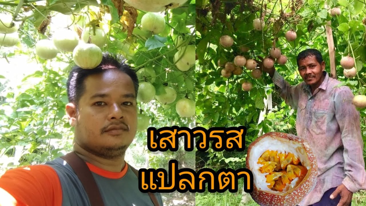 เสาวรสแปลกตา สวนลุงคำนึง/เกษตรหนุกหนาน สงขลา