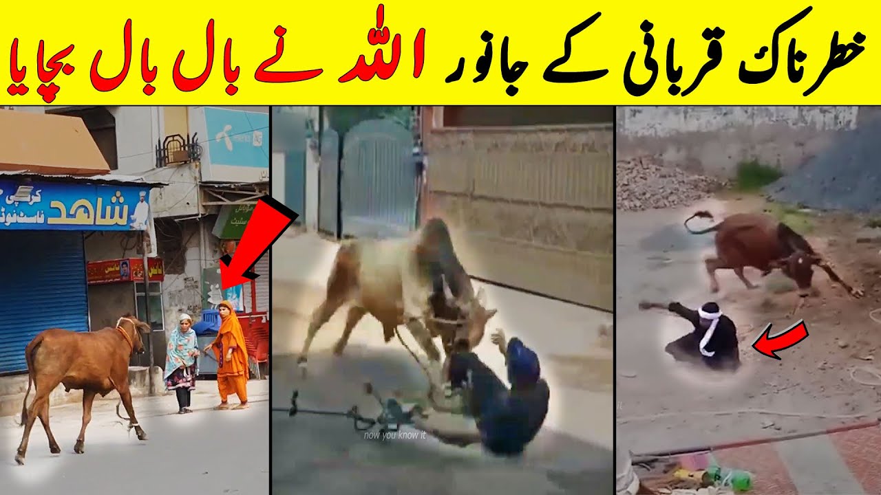Pakistan Main 8 Sab Sy Khaternak Qurbani K Janwar | Eid 2023 | NYKI