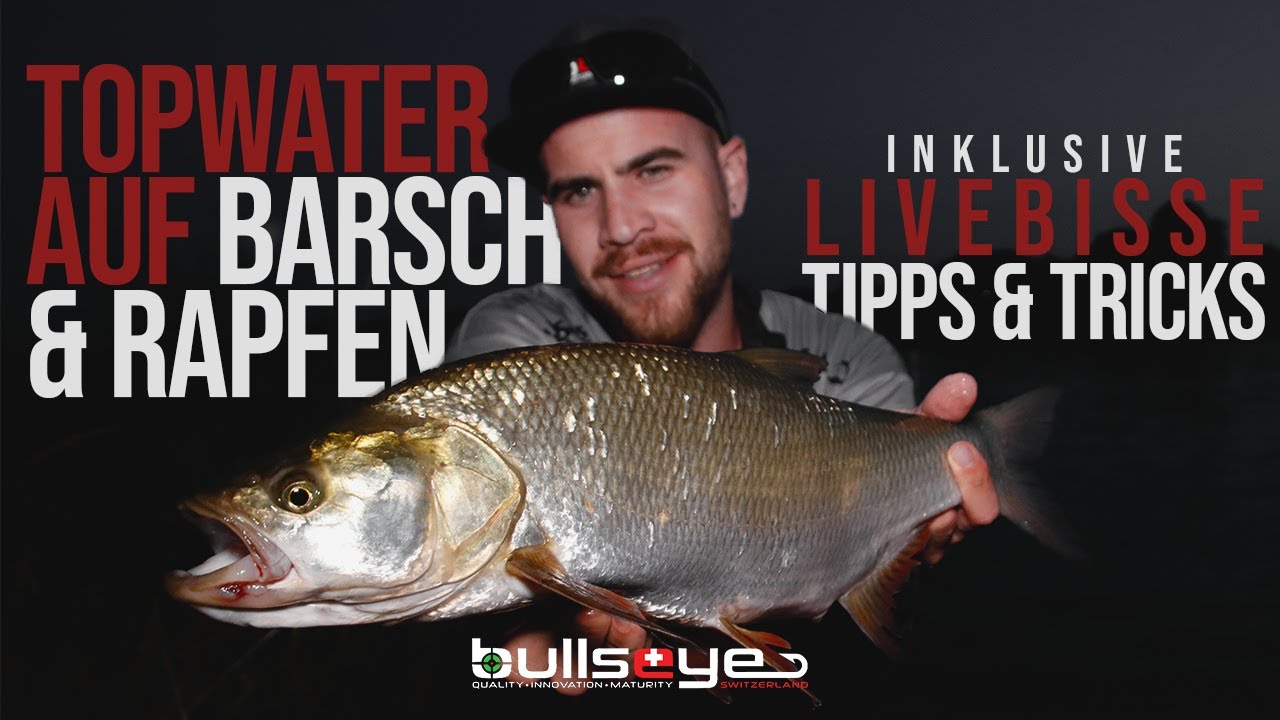 Topwater auf Barsch - So fängst du Rapfen und Barsche mit Stickbait und Popper + LIVEBISSE