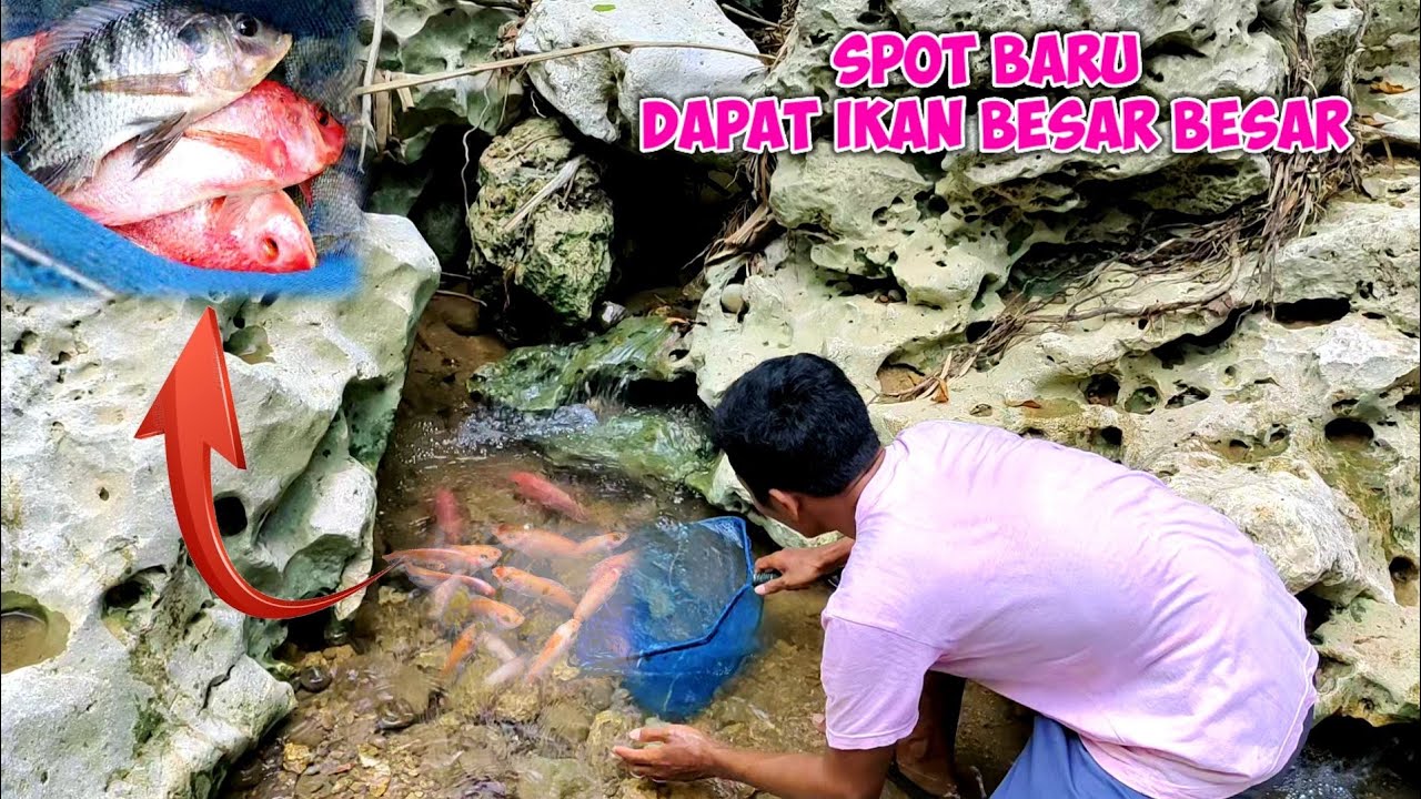 spot baru dapat banyak ikan nila merah besar besar