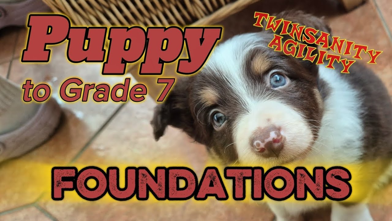 Puppy to Grade 7 - Foundation training I do for an agility beginner/puppy Ep.1