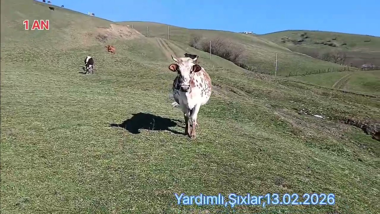 Yardımlı Şıxlar 1AN,Yaz gəlir