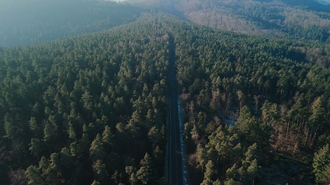 Aerial View of Serene Pine Forest Road