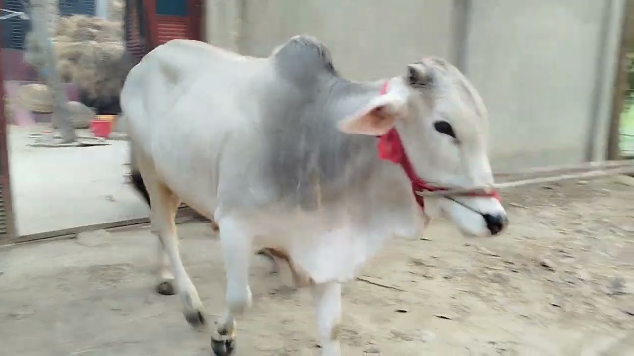 হাত বদল দিলাম ঢাকা নারায়ণগঞ্জ ৪টি  @আজ ০৪/০৩/২০২৬: #cow #cattleworld #bull #unfrez #cattleworld 