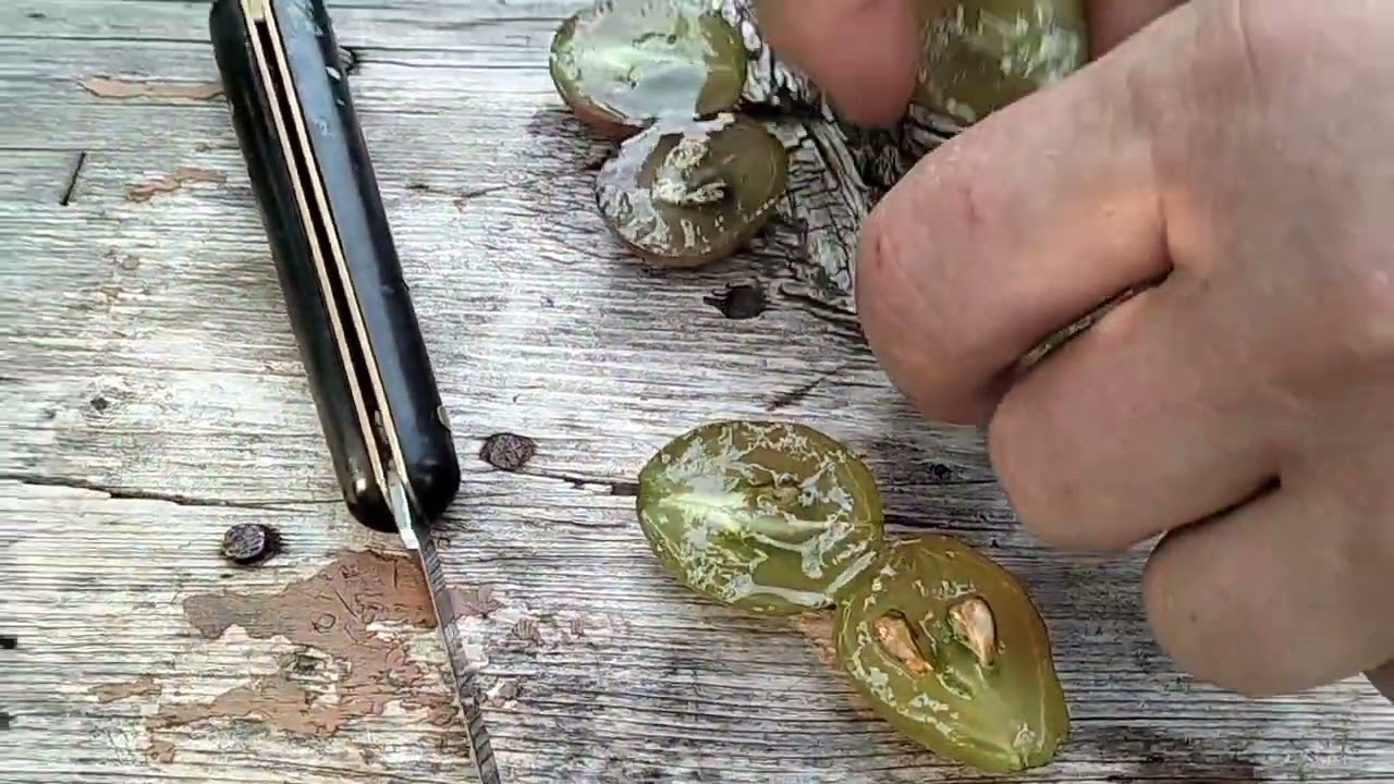Сорт винограда РУБИ РОМАН🔥 ( Римский Рубин) Обзор