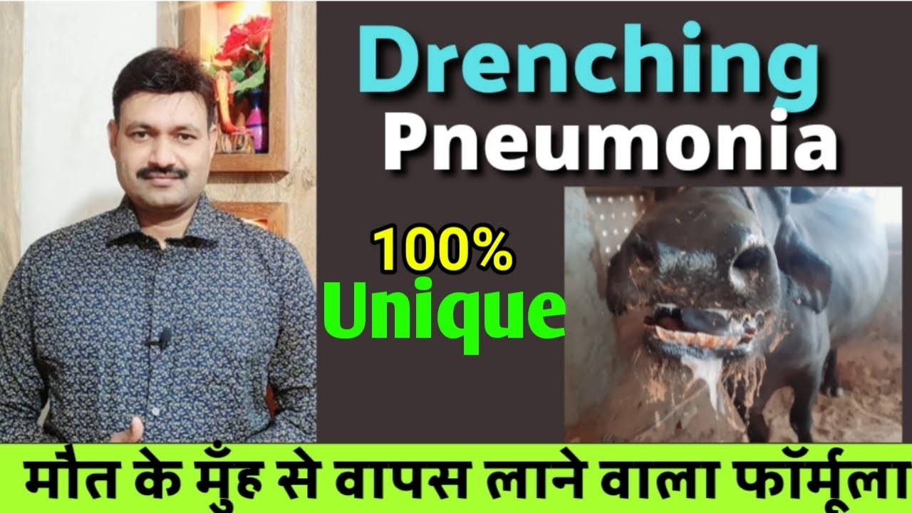 Drenching Pneumonia Treatment in Cattle Buffalo    Ramawat Vets Club