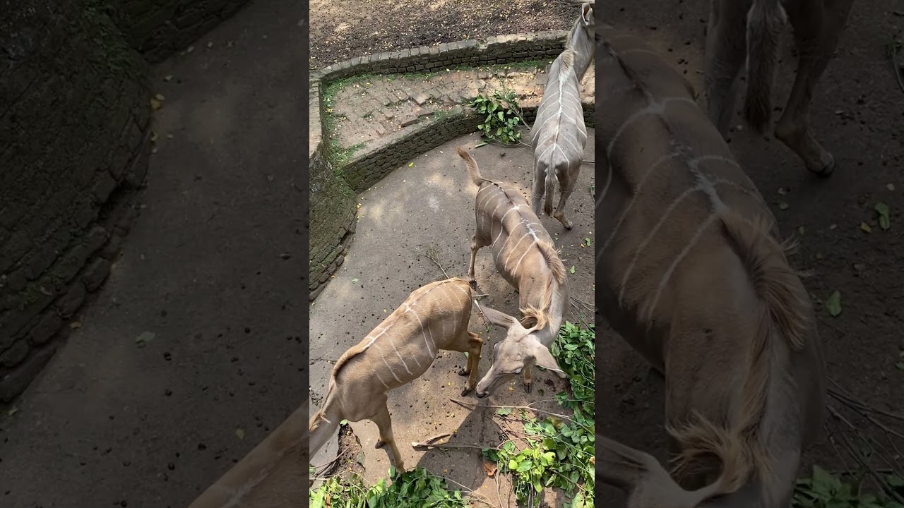 STUNNING spiral horns of a Kudu #kudus #antelope #antelopes #animal #wildanimal