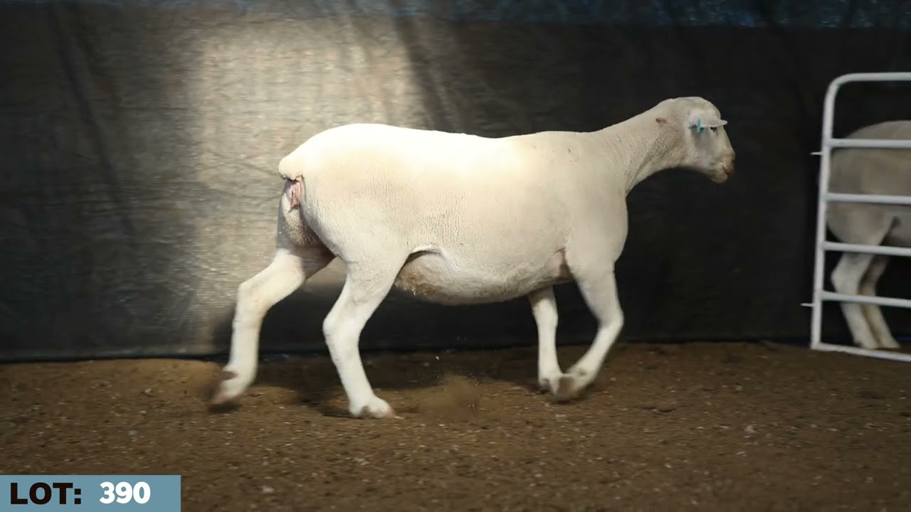 LOT 390 Illoura 2026 White Suffolk Stud Dispersal   Mated Ewes