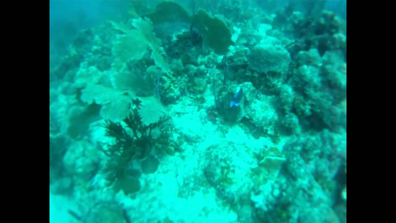 Dominicaanse Republiek - Eerste duik in de Caribische zee (12mtr diep)