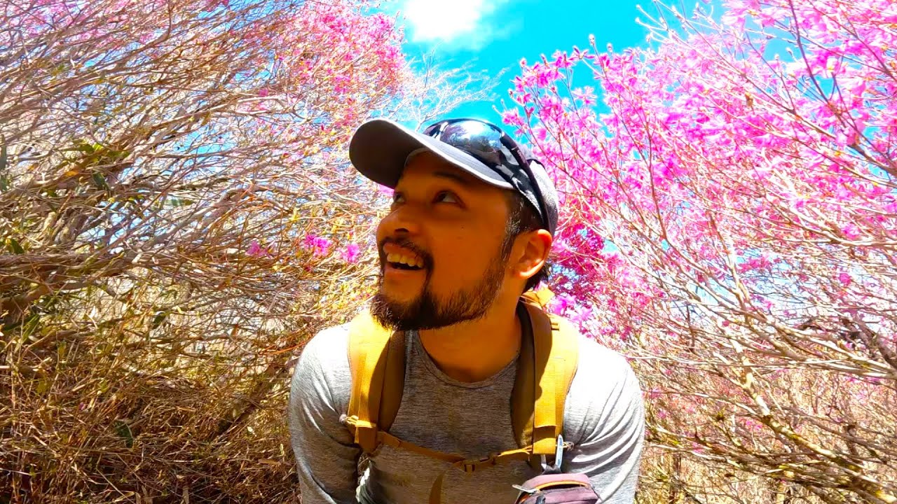 “梶ヶ森”で春をたくさん見つけました！【四国登山】