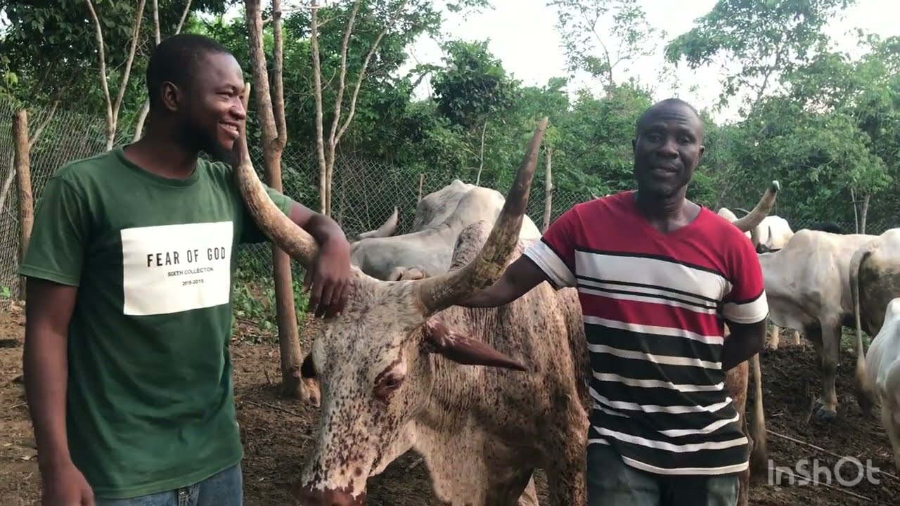 Cattle farming is a big time business