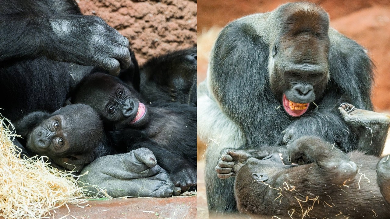 Heartwarming Gorilla Moments: Mobi & Gaia, Kisumu & Ajabu at Prague Zoo