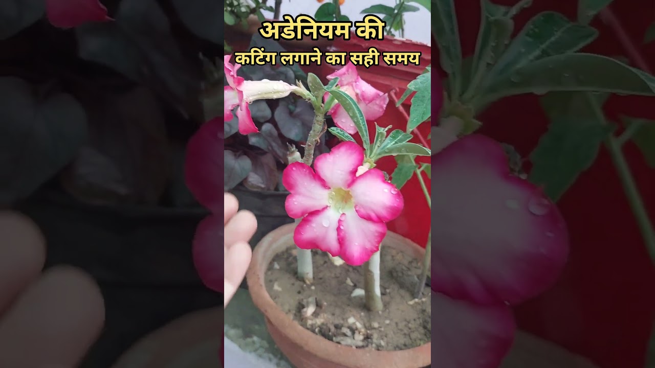Right Time to Grow Adenium from Cutting#