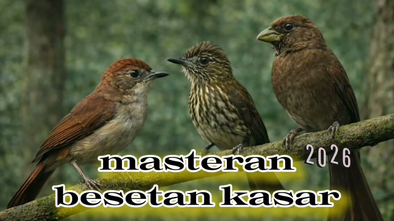 Masteran murai batu Besetan kasar dan panjang dari guru vokal burung kecil..
