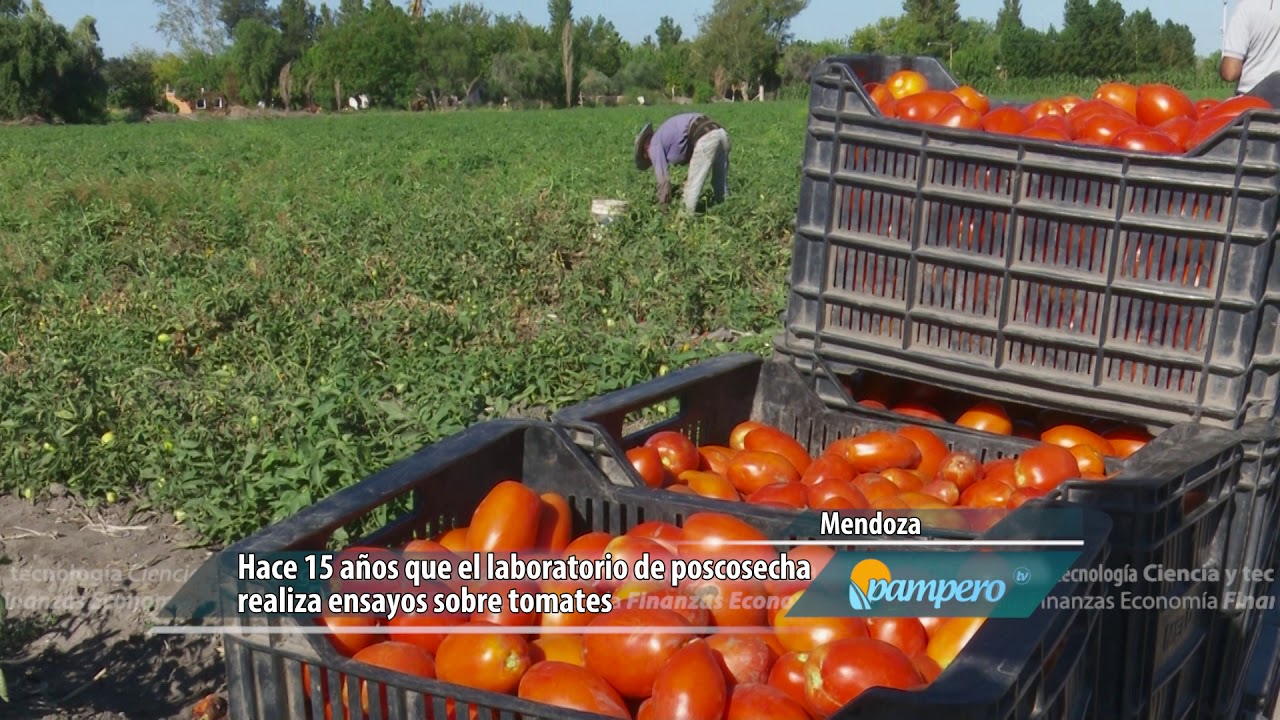 Calidad y conservación de tomates