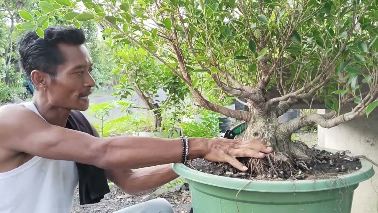 Cek harga bahan bonsai kimeng The mex dan Medium ll mas eko 082 333 810 389