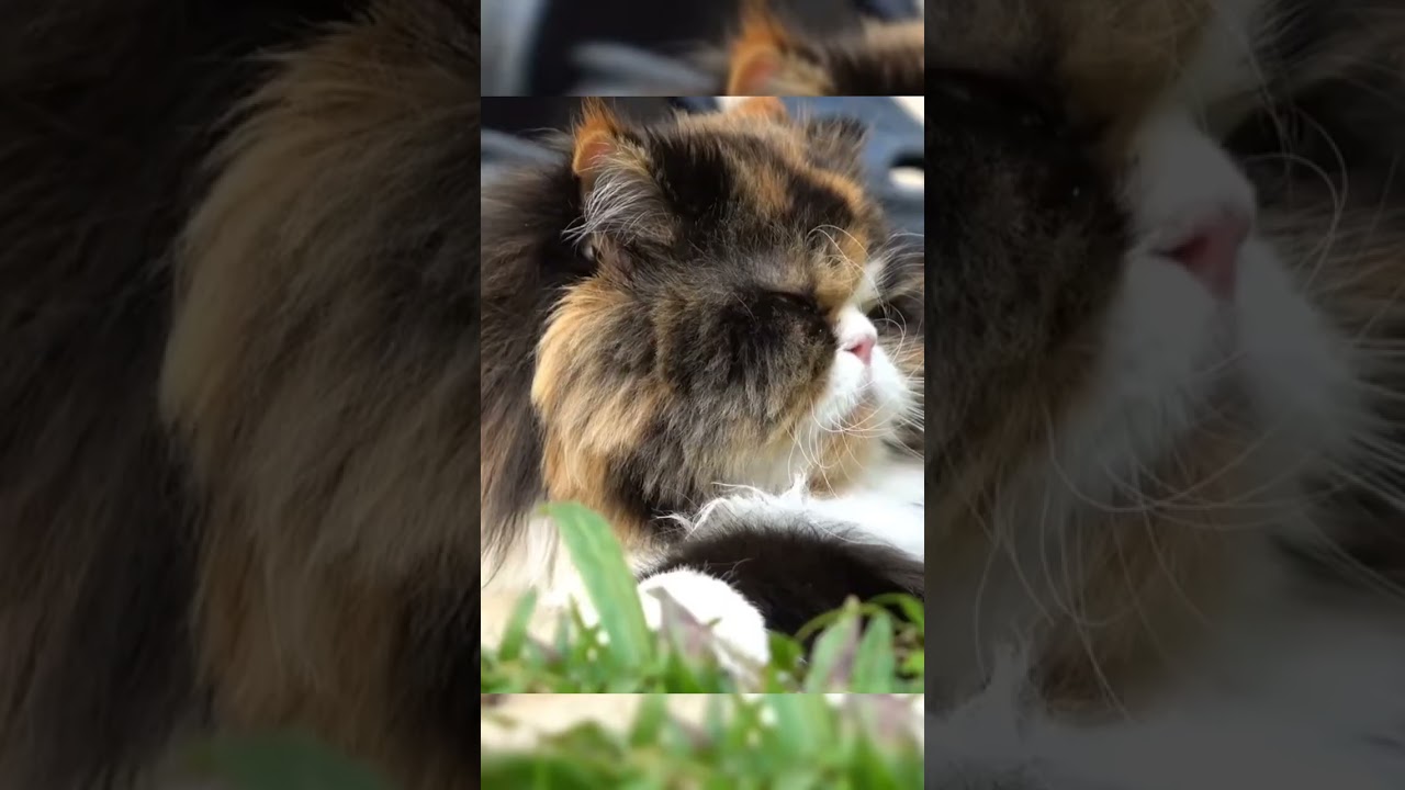 perbedaan persia medium,flatnose, dan peaknose 