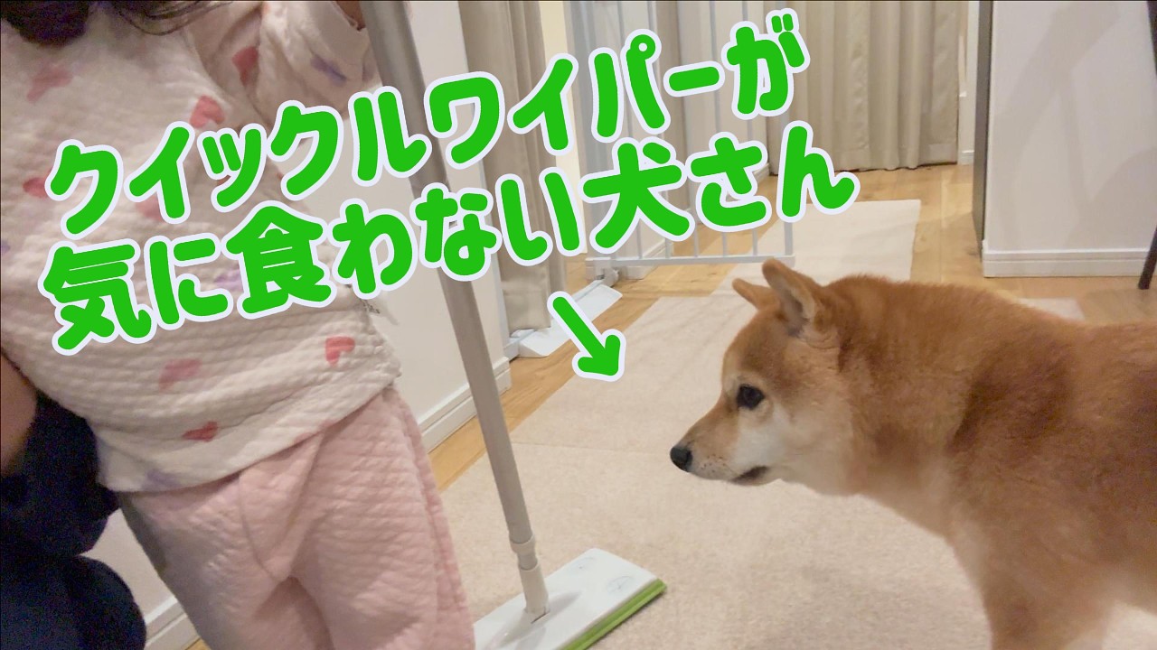 クイックルワイパーが気に食わない犬さん