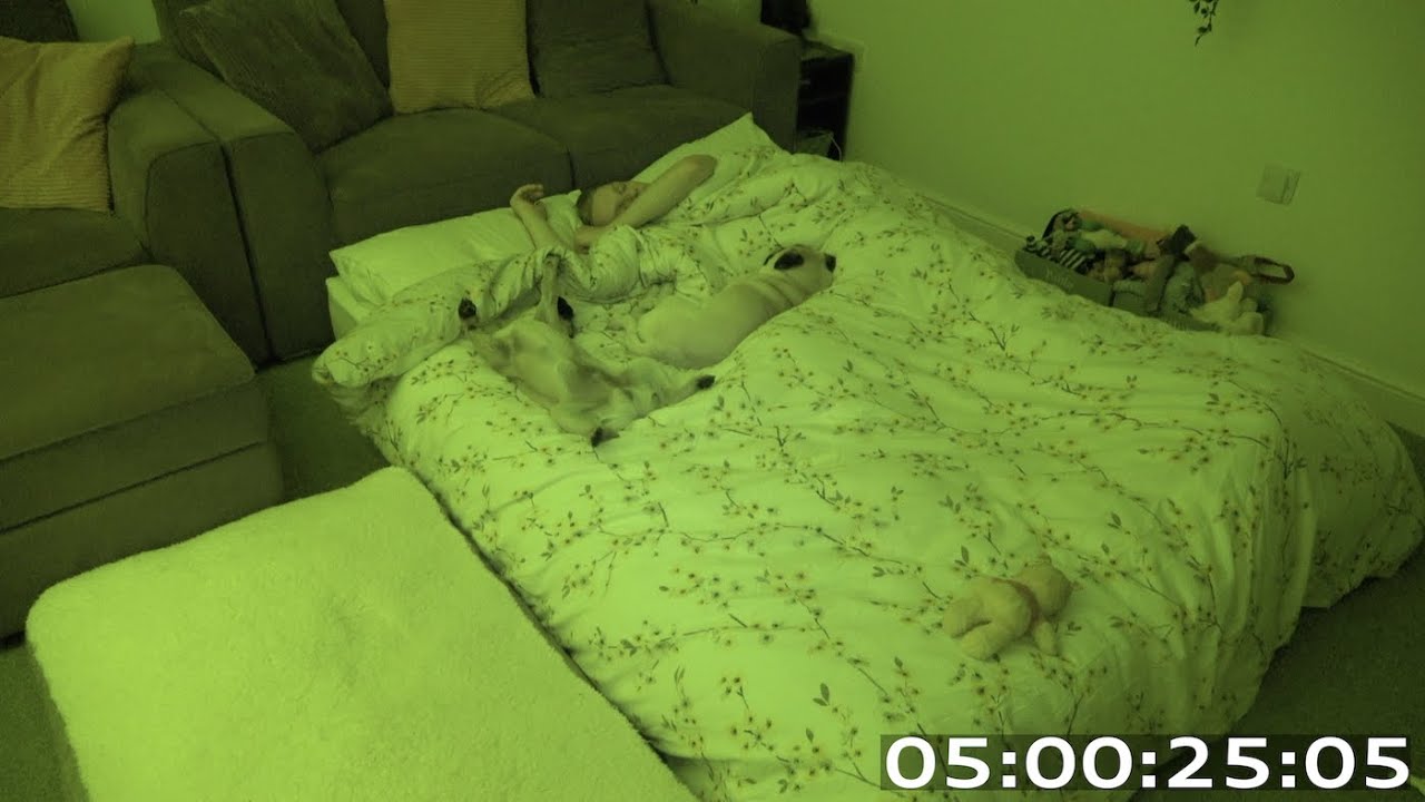 Sleeping With 2 Pugs!