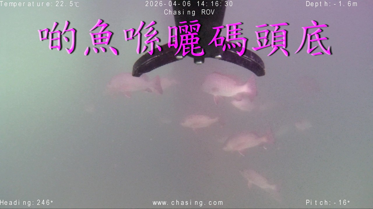 M2S影到啲魚喺曬三杯酒碼頭底
