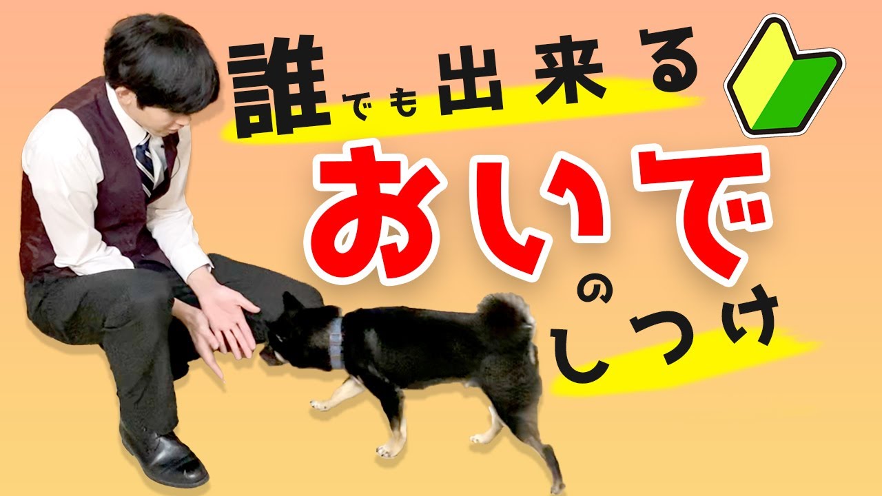 【超わかる】だれでも簡単！おいでのしつけ方法【解説】