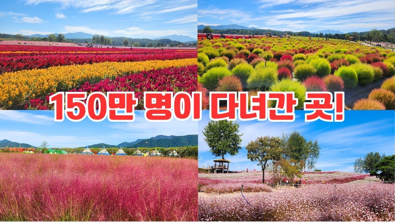 150만 명이 다녀간 최고의 명소, 지금부터 10월 중순까지 최고 절정 예상, 철원 고석정 가을꽃밭 Goseokjeong Flower Garden, Autumn
