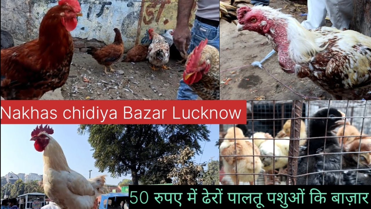 Aseel Murgy ki bazar || UP ke Lucknow me Chidiya Baazar 🐔