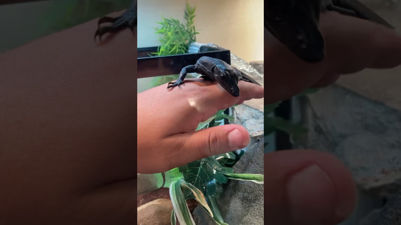 Building trust with my Asian Water Monitor #lizard #asianwatermonitor #reptile