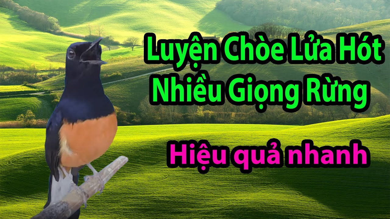 Luyện giọng chích chòe lửa hót giọng rừng - Murai Batu Juara Durasi Panjang Gacor Untuk Masteran #30