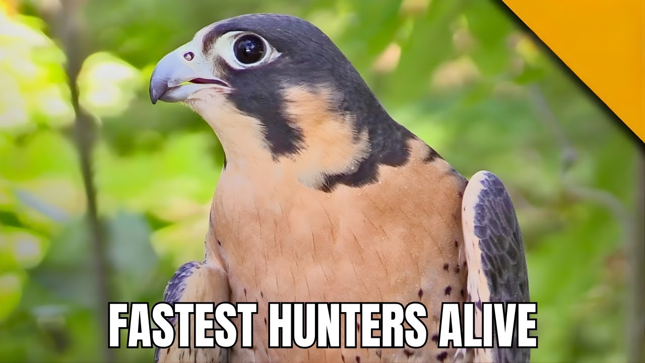 Falcons – The Fastest Hunters Alive