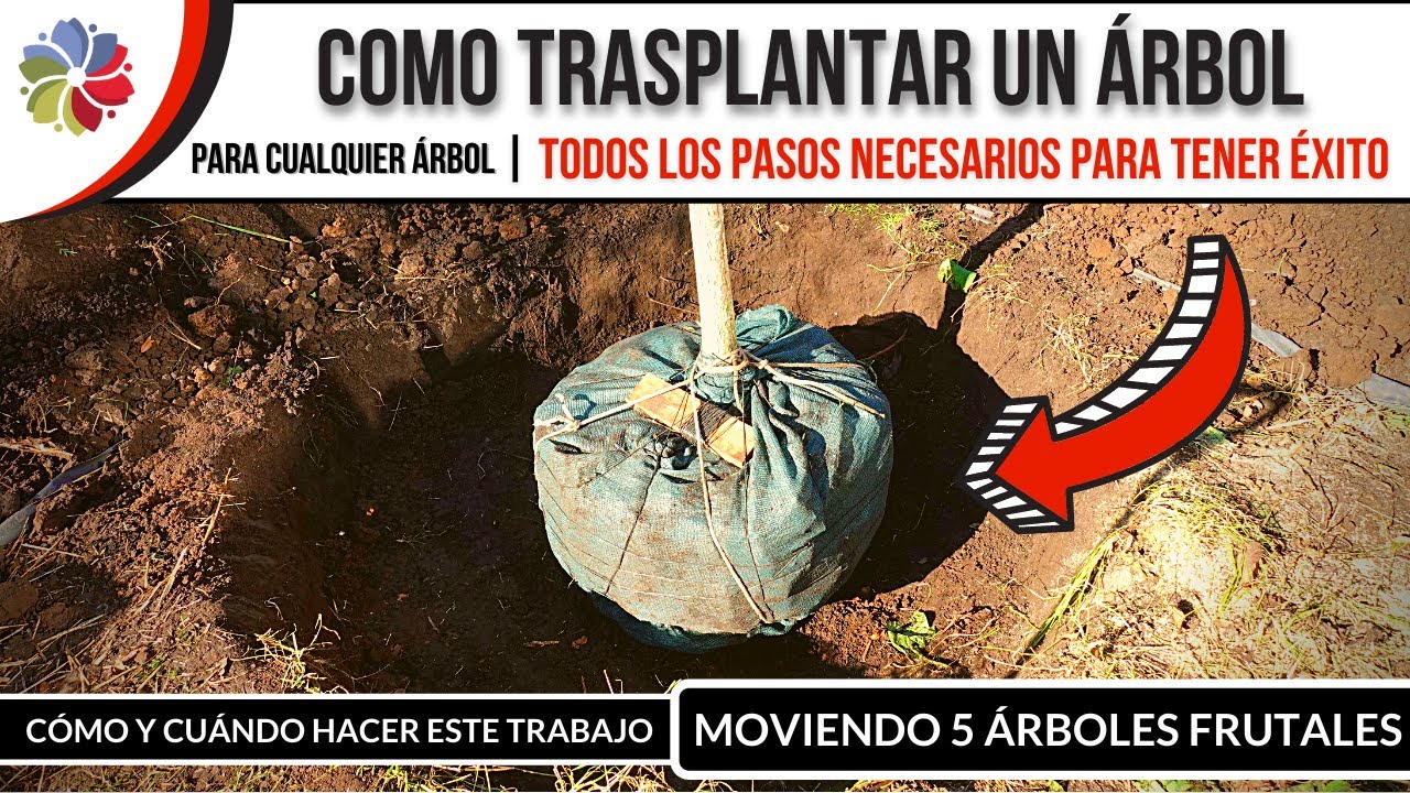 🌳 Como TRASPLANTAR un ÁRBOL - Lo que NECESITAS SABER desde antes de EMPEZAR hasta TERMINAR.