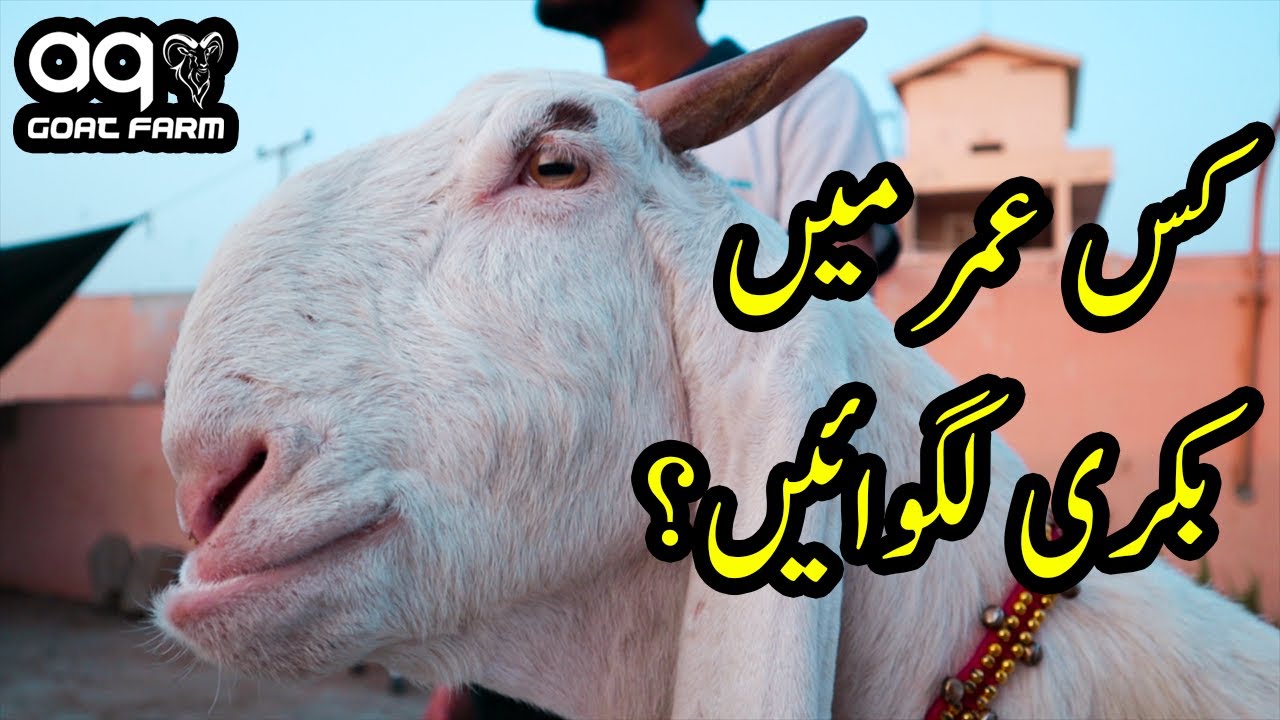 What is the Perfect Age of Goat for Pregnancy & First Lactation? Pregnant Gulabi Goat for SALE at AQ