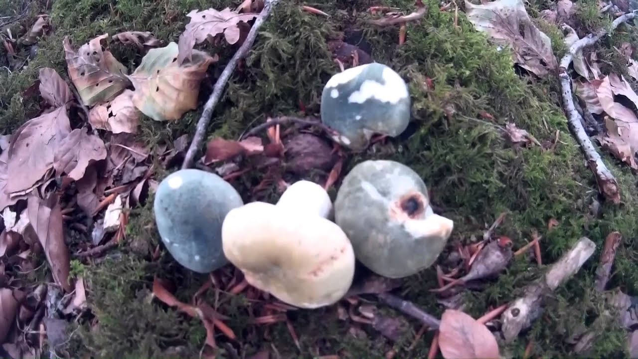 Russula virescens 2015 [HD]