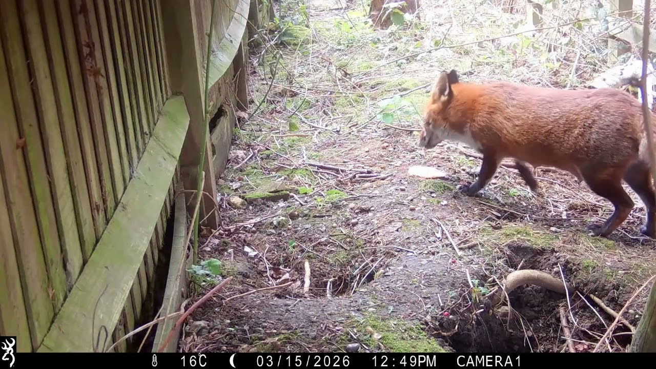Happy Mother's Day, Fiona! 🦊🍗