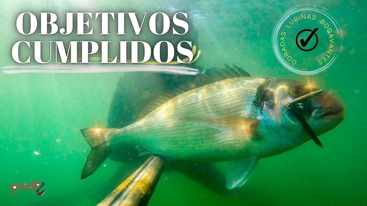 PESCA SUBMARINA ✅LUBINAS, DORADAS y BOGAVANTES a MUY POCA PROFUNDIDAD🔴[BRETAÑA] OBJETIVOS CUMPLIDOS🎯