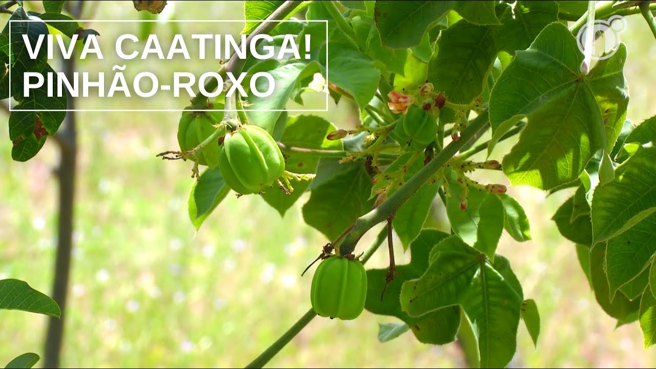 Viva Caatinga! Pinhão-roxo (Jatropha mollissima)
