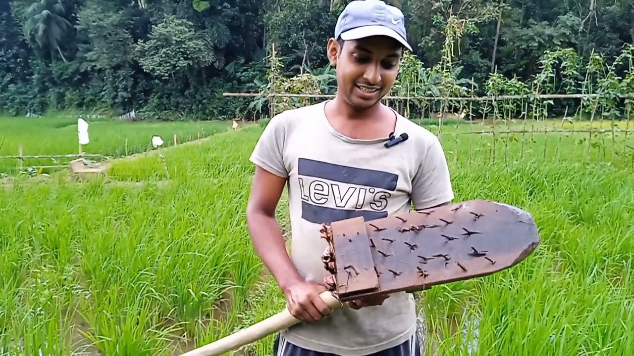 පිලිවෙළට වැඩ කරමු | වී වගාව 🌾💪 @LakmalPathirana-x3o #agriculture #farming #viralvideo