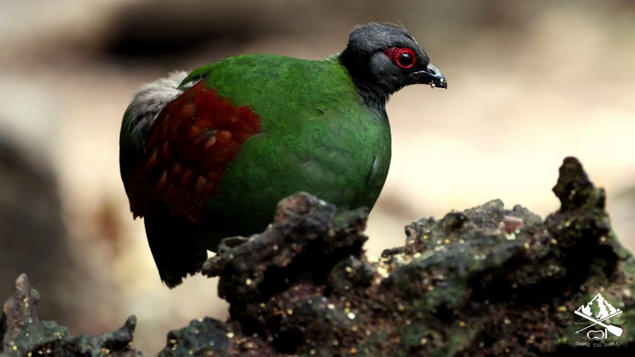 Crested Partridge:冠鹧鸪.这鸡很可爱,颜色也很特别.尤其是雄性的头冠像是战士头:雌性的颜色又很奇怪.🤣🤣🤣 #sabah  #birds #birdphotography 