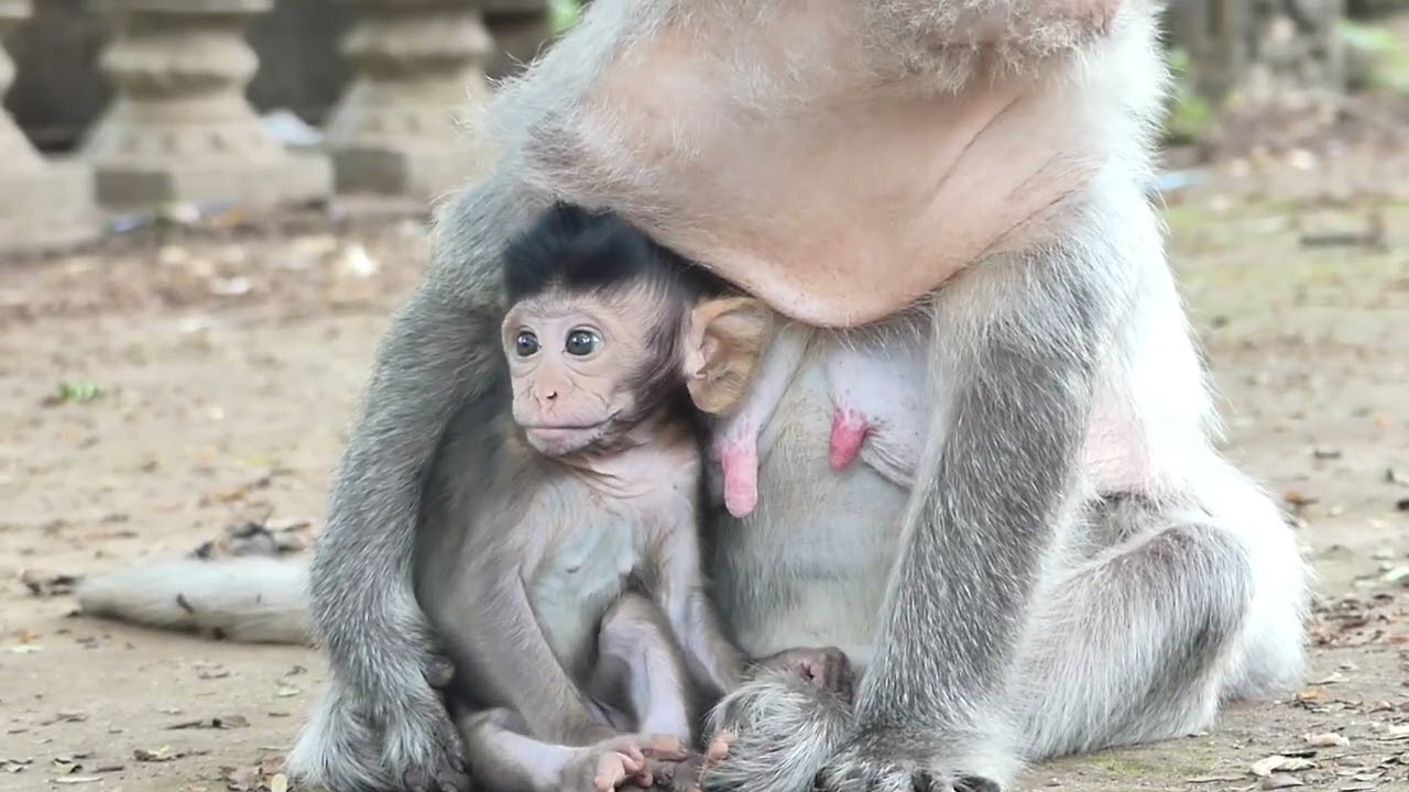 Monkey Berry grooming her Baby