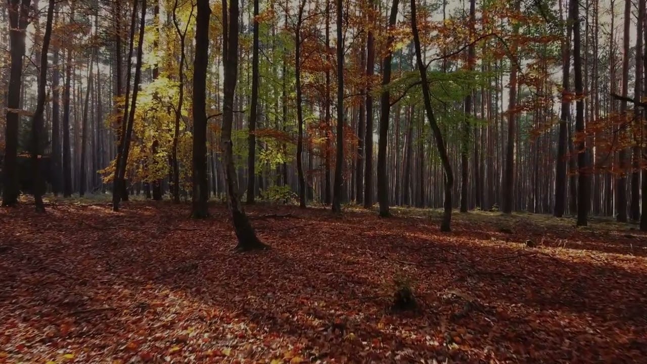 Sonbahar ormanı