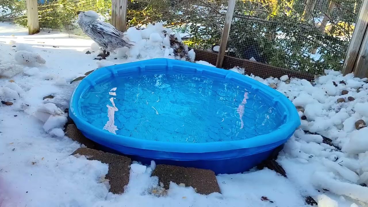 Duck Cam: Indian runner duck swims and grooms in the snow 