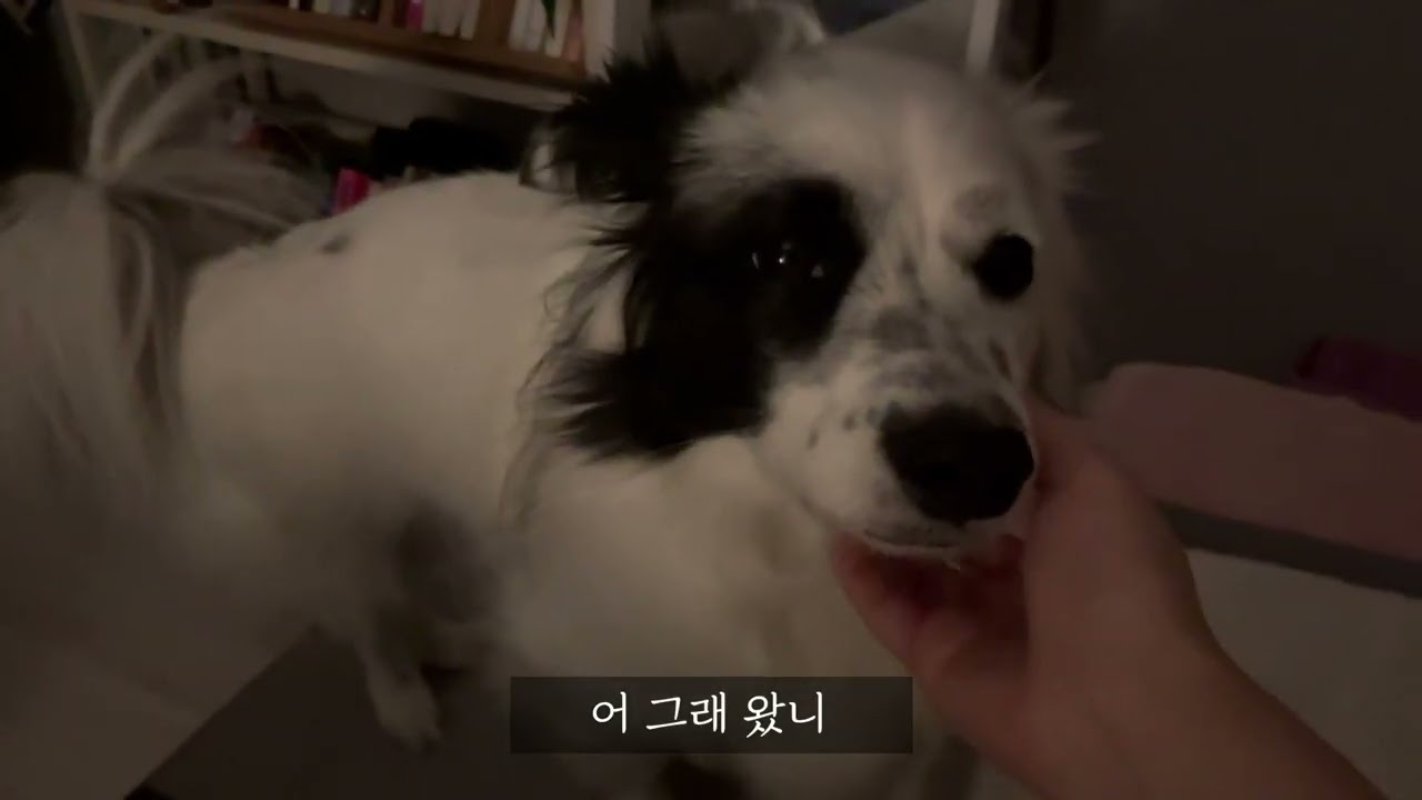 강아지를 만지고, 일을 하고, 강아지를 만지고, 책을 읽기