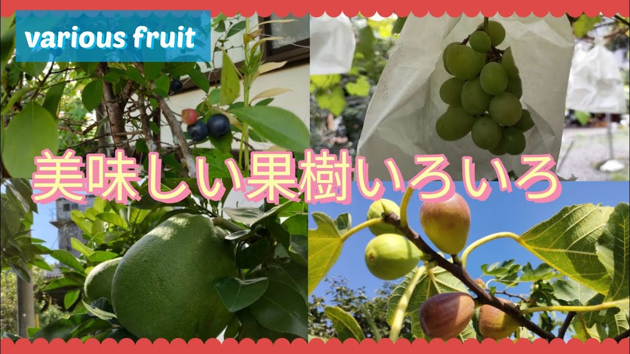 【無農薬】ほぼ植えっぱなしなのに美味しい果樹栽培#家庭菜園