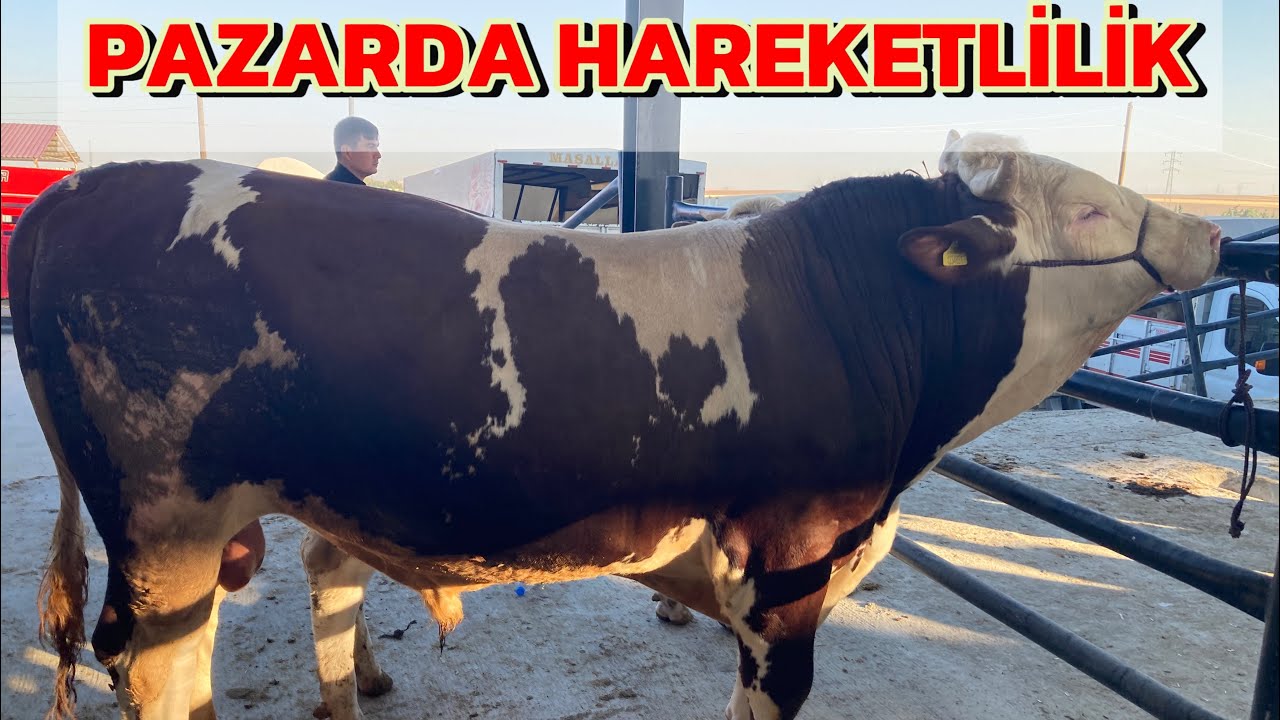 TRAKYA’NIN EN BÜYÜK HAYVAN PAZARI ! EDİRNE HAVSA 30.08.25