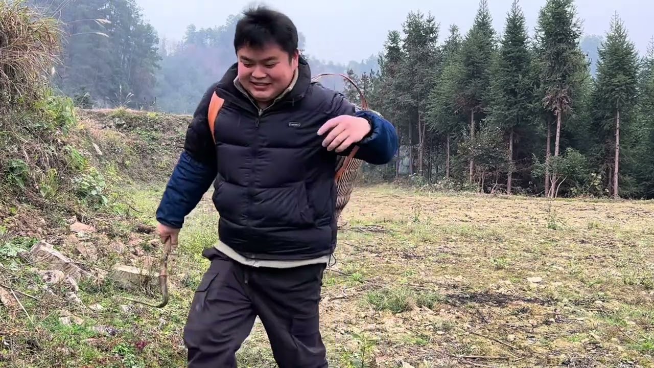 今天去挖山货，冬天的野生麦冬药效挺好，可惜的是产量比较低#我的乡村生活 #真实户外 #山货 #山野自然 #原生态乡村生活人与自然和谐共处