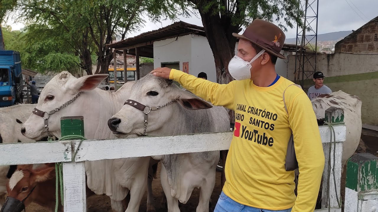 FEIRA DE GADO DE BEZERROS PERNAMBUCO (LIVE)